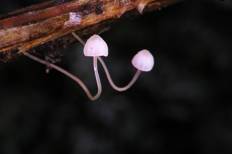 Mycena pterigena